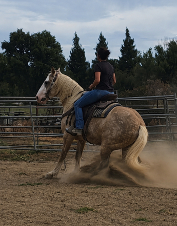 HorseID: 2318715 Dms royal silver mist - PhotoID: 1105897