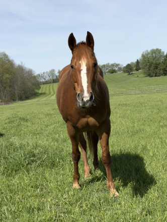 HorseID: 2318717 Ali Loper “Evie” | 8-Year-Old Mare - PhotoID: 1105900