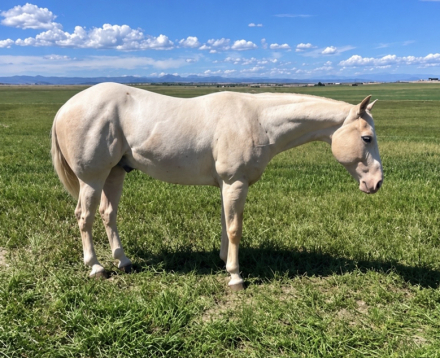 HorseID: 2318719 Tangos Shining Gun - PhotoID: 1105903