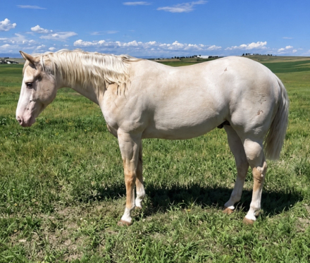 HorseID: 2318719 Tangos Shining Gun - PhotoID: 1105904