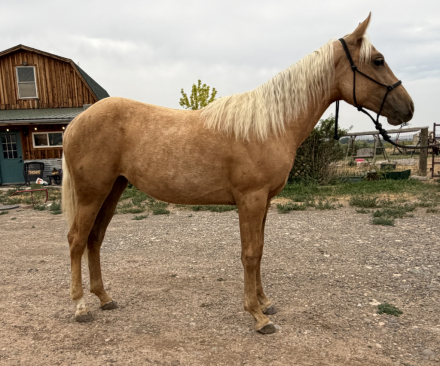 HorseID: 2318721 Opal - PhotoID: 1105908