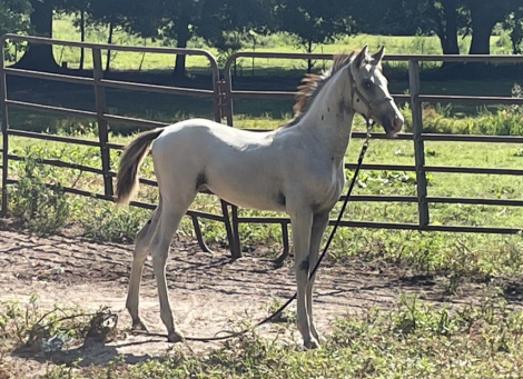HorseID: 2318737 COMANCHE - PhotoID: 1105917