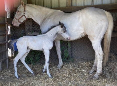 HorseID: 2318737 COMANCHE - PhotoID: 1105918