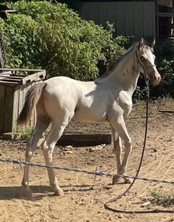 HorseID: 2318737 COMANCHE - PhotoID: 1105919