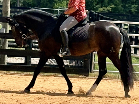 HorseID: 2318739 Lucero (Sale Pending) - PhotoID: 1106948