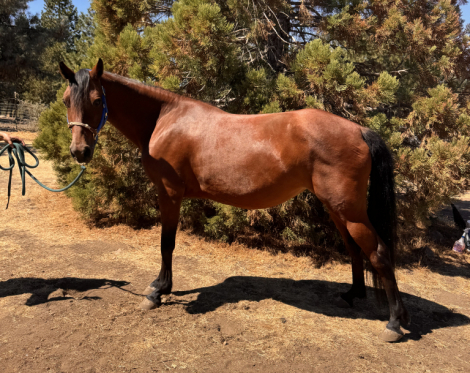 HorseID: 2318742 Freedom's Mae Anne - PhotoID: 1105788