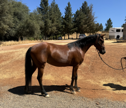 HorseID: 2318742 Freedom's Mae Anne - PhotoID: 1105789