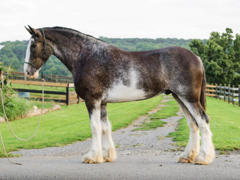 HorseID: 2318743 Frank - PhotoID: 1105926
