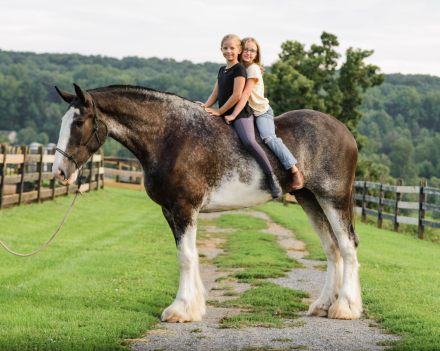 HorseID: 2318743 Frank - PhotoID: 1105927