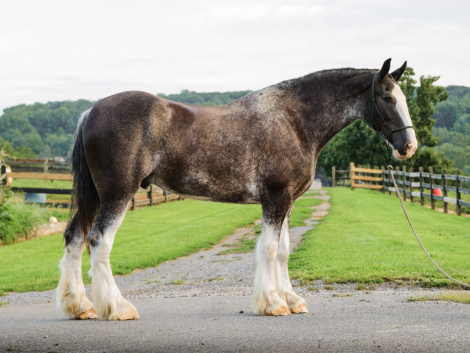 HorseID: 2318743 Frank - PhotoID: 1105928