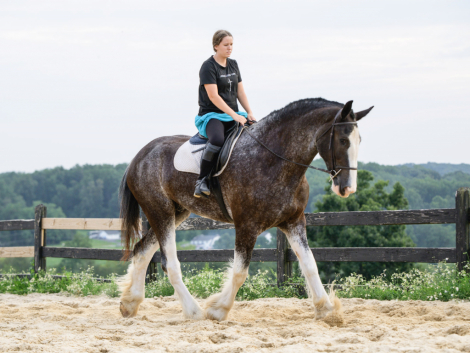 HorseID: 2318743 Frank - PhotoID: 1105929