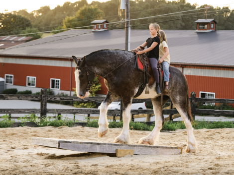 HorseID: 2318743 Frank - PhotoID: 1105930
