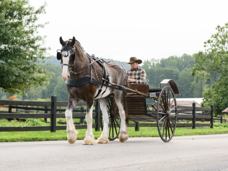 HorseID: 2318743 Frank - PhotoID: 1105931