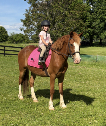 HorseID: 2318751 Todd - PhotoID: 1105936
