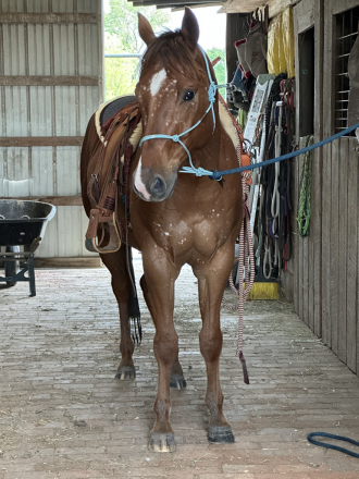 HorseID: 2318761 Impulsive Secret - PhotoID: 1105943