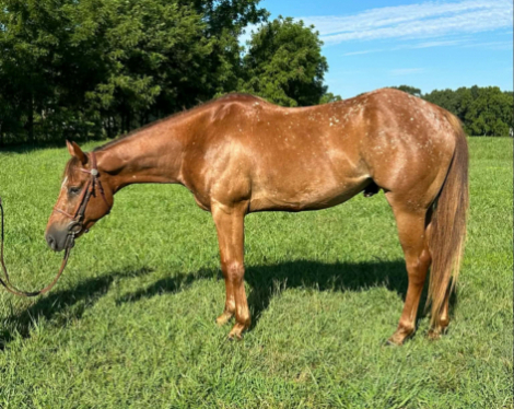 HorseID: 2318761 Impulsive Secret - PhotoID: 1105944