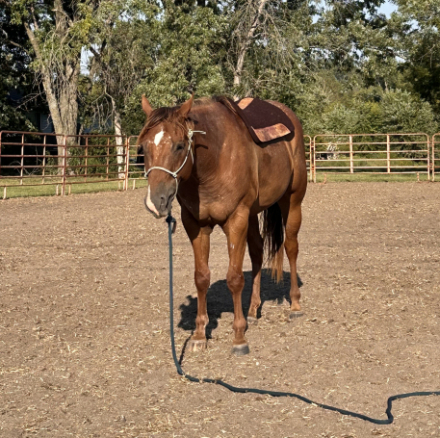 HorseID: 2318761 Impulsive Secret - PhotoID: 1105945