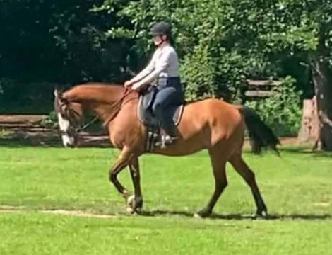 HorseID: 2318774 Cleo - PhotoID: 1106368