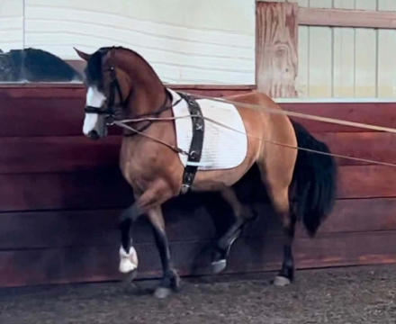 HorseID: 2318774 Cleo - PhotoID: 1106369