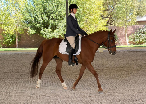 HorseID: 2318776 CAPITOL ENZO - PhotoID: 1105954