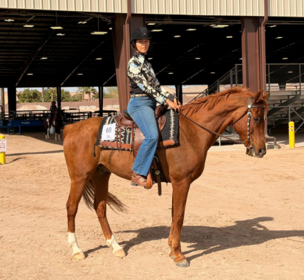 HorseID: 2318776 CAPITOL ENZO - PhotoID: 1105955
