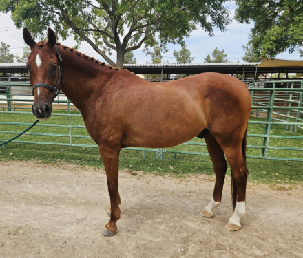 HorseID: 2318776 CAPITOL ENZO - PhotoID: 1105956