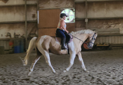 HorseID: 2318777 Duncan the Hedge Knight - PhotoID: 1105952