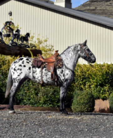 HorseID: 2318778 Boscodonne's Spotted Ebony - PhotoID: 1105951