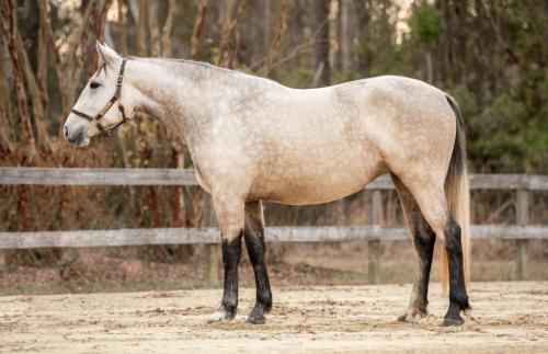 HorseID: 2318780 Mandolin Rain - PhotoID: 1105957