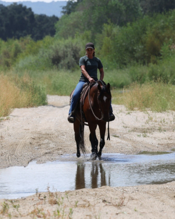 HorseID: 2318785 Commander - PhotoID: 1105960