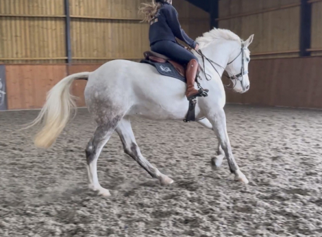 HorseID: 2318787 Whisper - PhotoID: 1105963