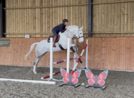 HorseID: 2318787 Whisper - PhotoID: 1105964