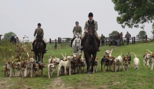 HorseID: 2318787 Whisper - PhotoID: 1105965