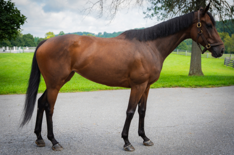 HorseID: 2318788 Mygirlisabomb - PhotoID: 1105967