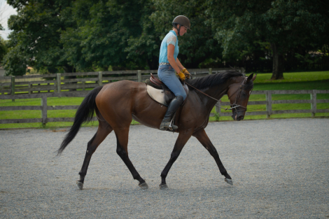 HorseID: 2318788 Mygirlisabomb - PhotoID: 1105968