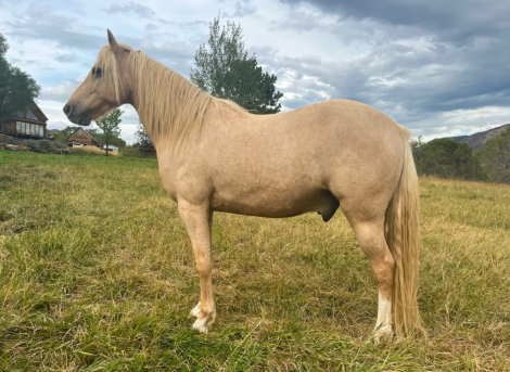 HorseID: 2318789 Butter Bean - PhotoID: 1105977