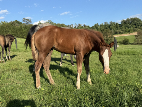 HorseID: 2318791 Gunners infernochic - PhotoID: 1105980