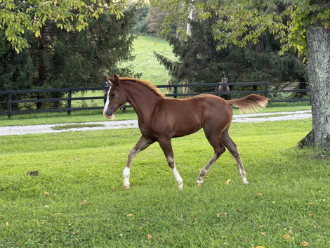 HorseID: 2318791 Gunners infernochic - PhotoID: 1105981