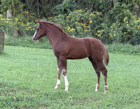 HorseID: 2318791 Gunners infernochic - PhotoID: 1105982