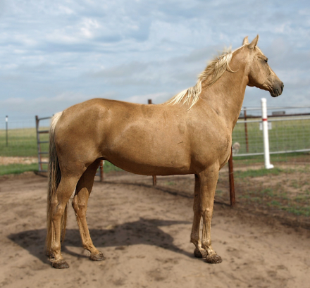 HorseID: 2318795 Bests Savannah - PhotoID: 1105985