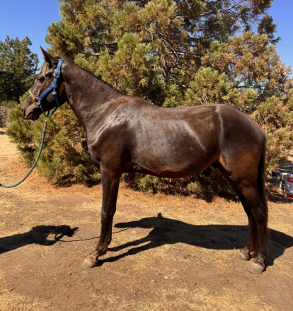 HorseID: 2318797 SRR Black Eyed Jack - PhotoID: 1105988
