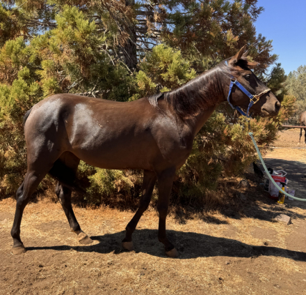HorseID: 2318797 SRR Black Eyed Jack - PhotoID: 1105989