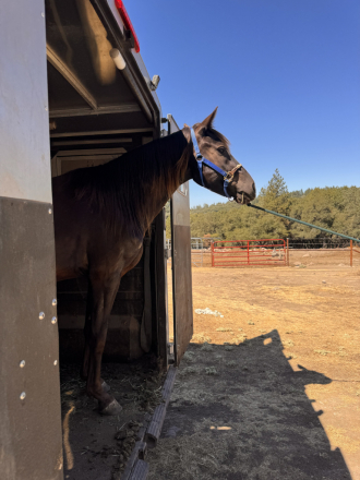 HorseID: 2318797 SRR Black Eyed Jack - PhotoID: 1105990