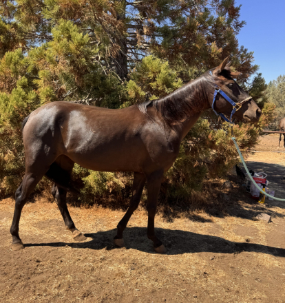 HorseID: 2318799 Shesa Urban Mystic - PhotoID: 1105993