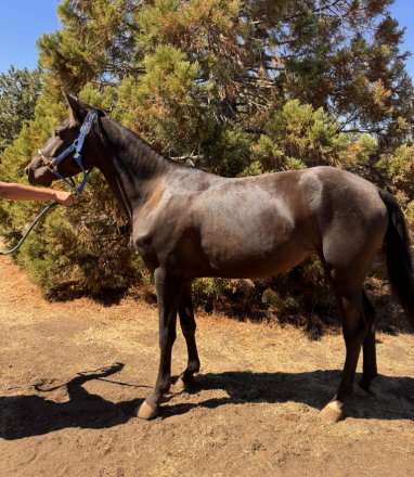 HorseID: 2318799 Shesa Urban Mystic - PhotoID: 1105994