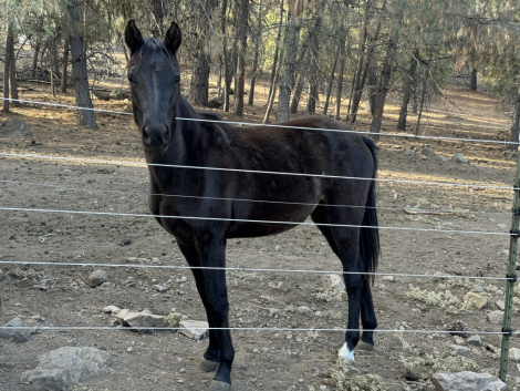 HorseID: 2318799 Shesa Urban Mystic - PhotoID: 1105995