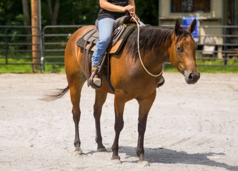 HorseID: 2318803 Rosie’s sweet jag - PhotoID: 1105997
