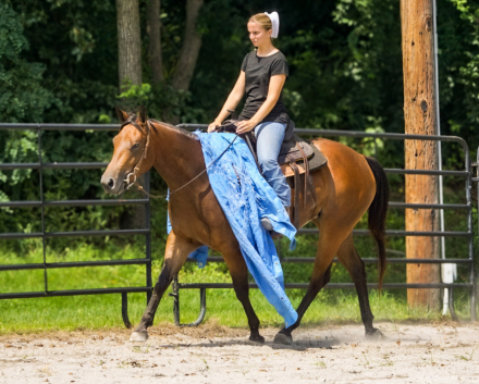 HorseID: 2318803 Rosie’s sweet jag - PhotoID: 1105998