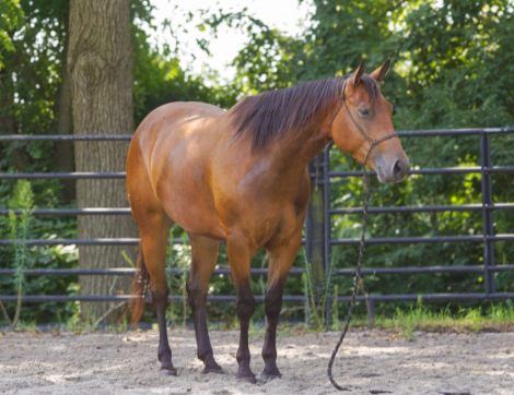 HorseID: 2318803 Rosie’s sweet jag - PhotoID: 1105999
