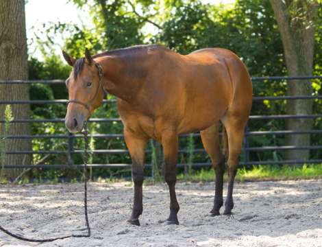 HorseID: 2318803 Rosie’s sweet jag - PhotoID: 1106000